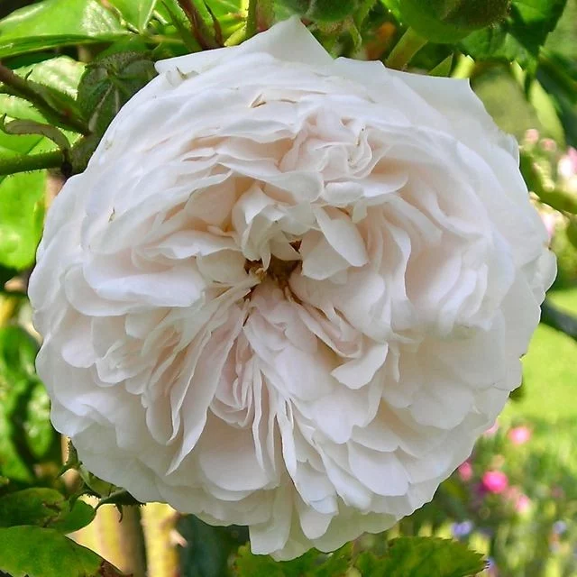 Rosebush Long John Silver CLG