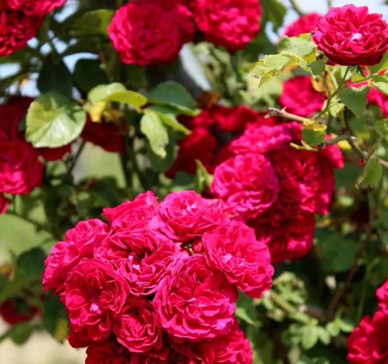 Rosebush Chevy Chase CLG