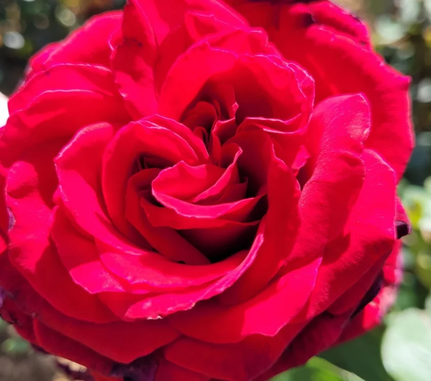 Rosier à grandes fleurs Perugino®