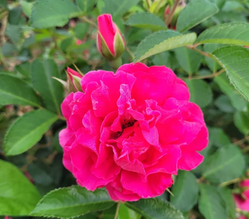 LE POTAGER DU ROI® EDIROSE