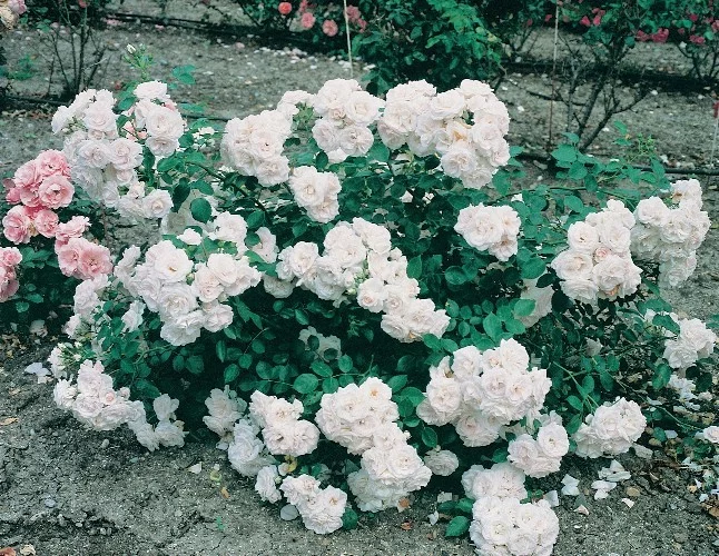 Rosebush Aspirin ® Taniripsa