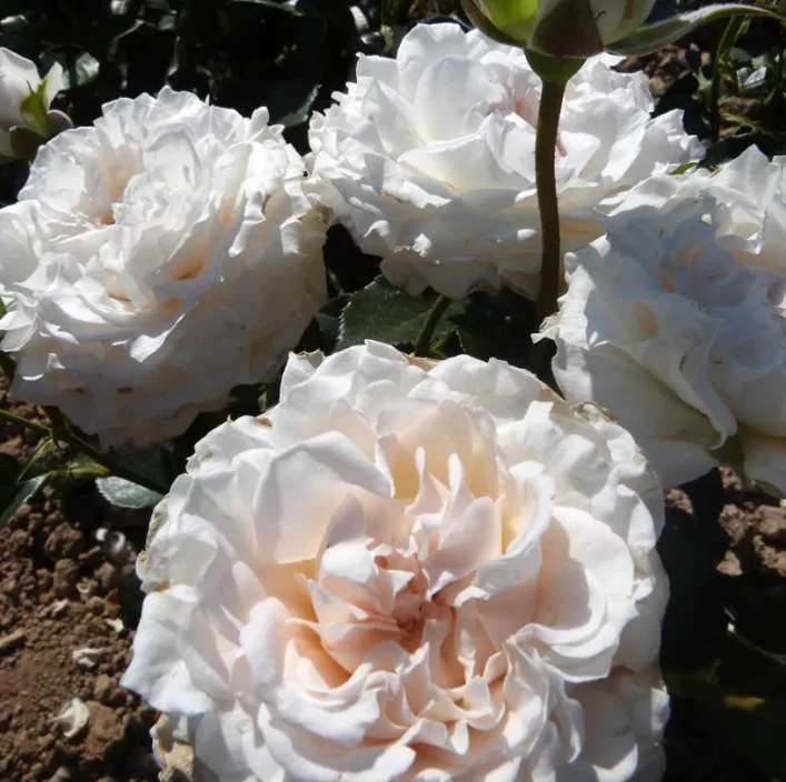 Rosier CATHERINE FROT® Codanisa