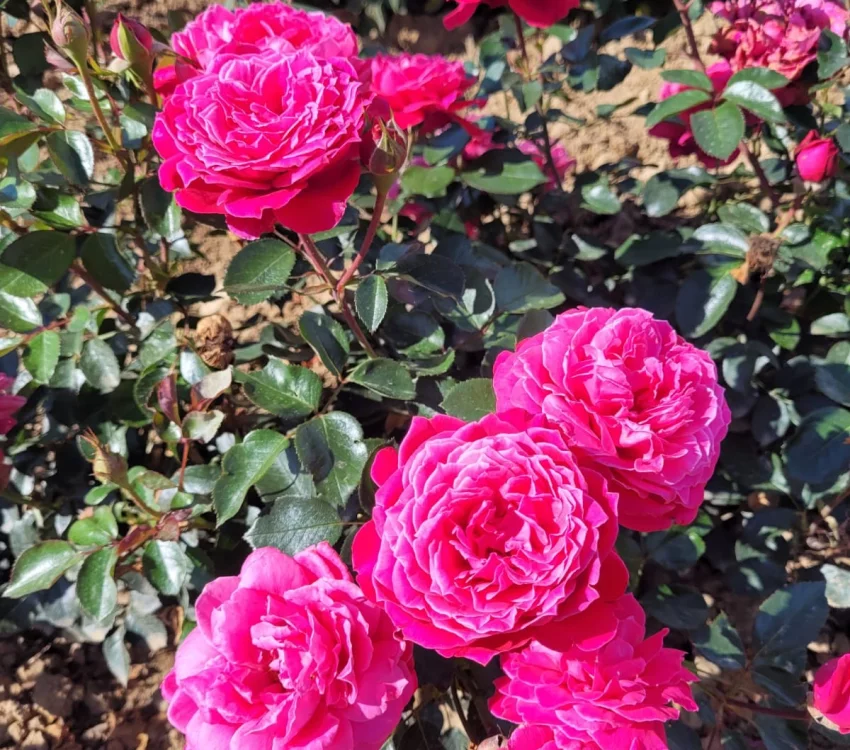 Rosier ALEXANDRE ASTIER® Meilehagan - Rosiers à grandes fleurs