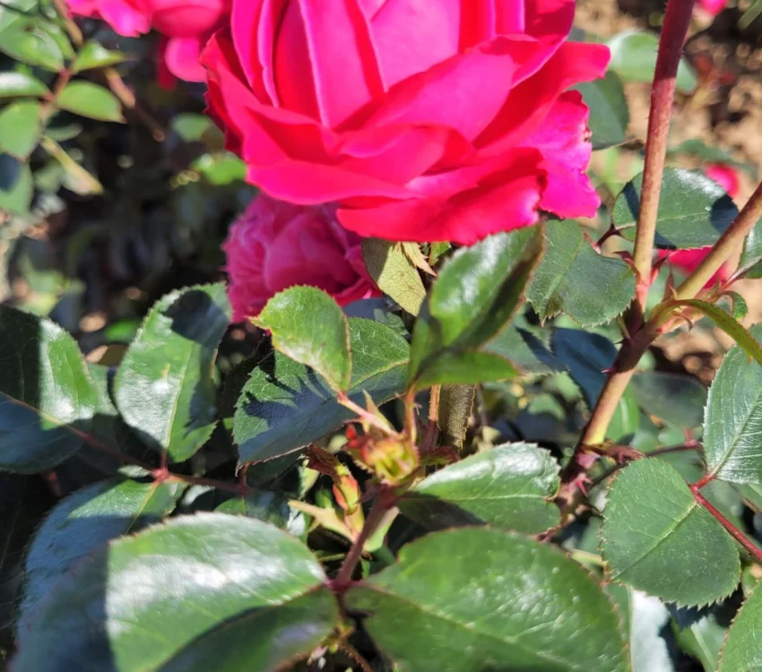 Rosier ALEXANDRE ASTIER® Meilehagan - Rosiers à grandes fleurs