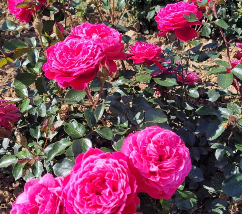 Rosier ALEXANDRE ASTIER® Meilehagan - Rosiers à grandes fleurs