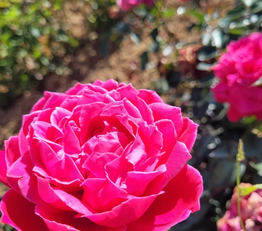 Rosier ALEXANDRE ASTIER® Meilehagan - Rosiers à grandes fleurs