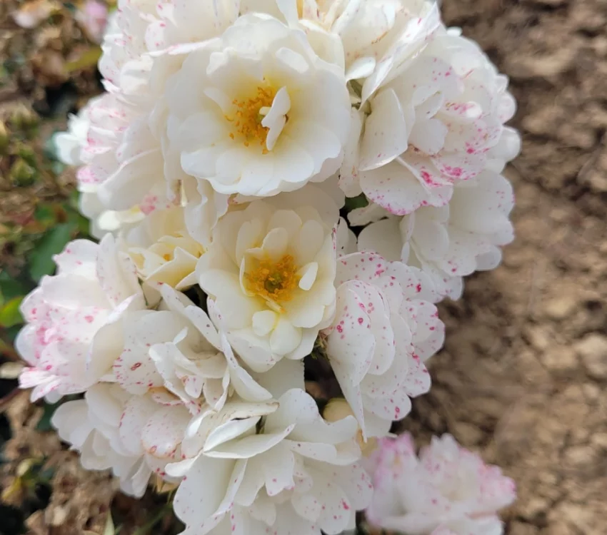 Rosier LA GRANDE MOTTE® Meimeigea - Rosiers paysagers