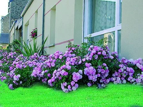 Rosebush Mareva ® Noamel