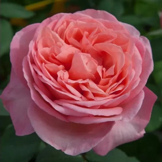 Rosier Mademoiselle MEILLAND ® Meinostair