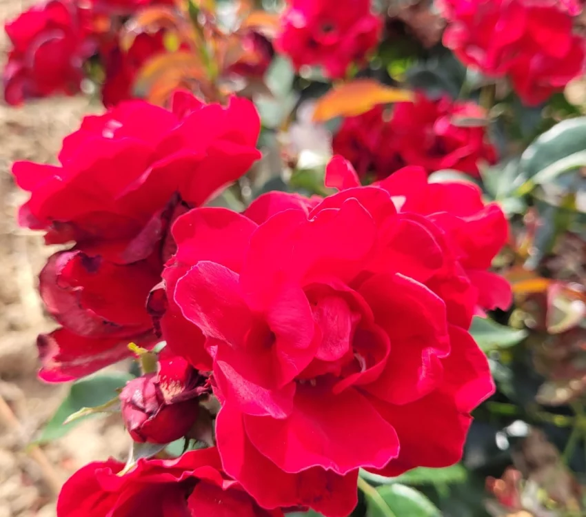 Rosier Paysager MOULIN ROUGE®