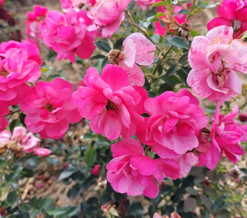 Rosier Paysager JOLIE PROVENCE®