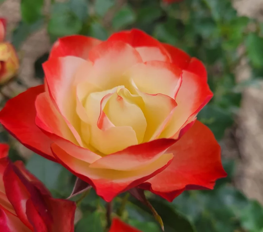 Rose bush ORIGAMI® Meimozahiq