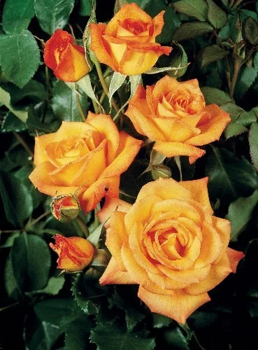 Rosebush Sahara ® Tanarasah
