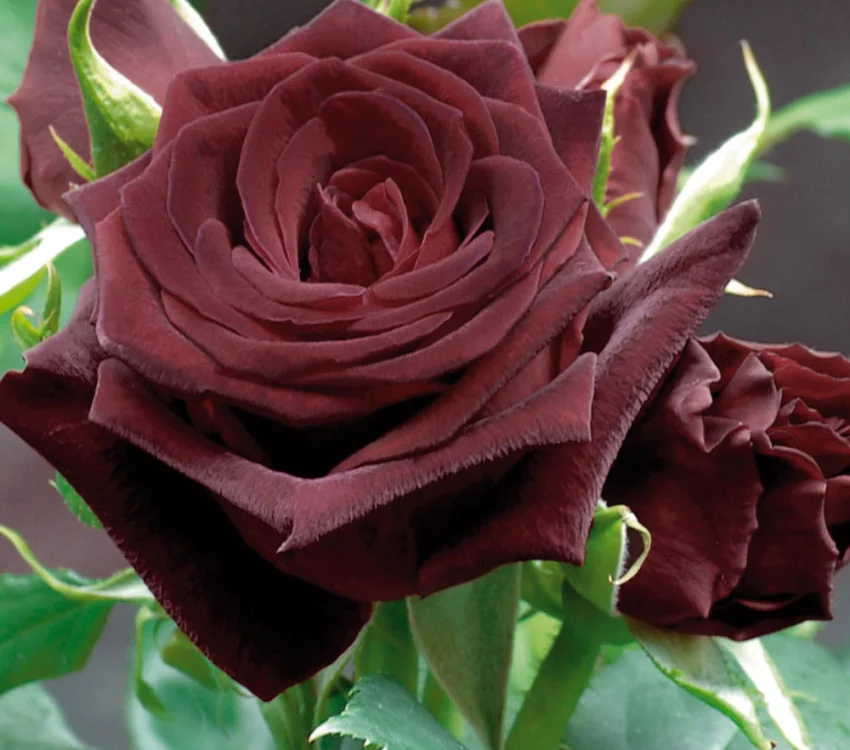 Rosier Black Baccara® Meidebenne - Rosiers à grandes fleurs