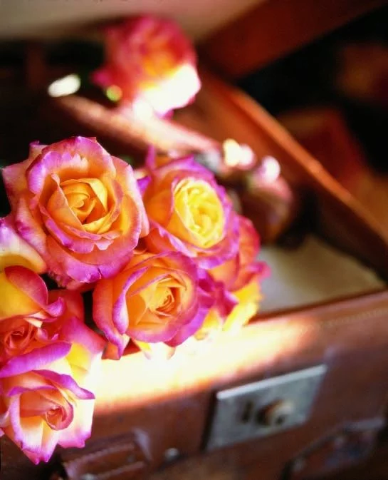 Rose PULLMAN ORIENT EXPRESS ® Baipeace