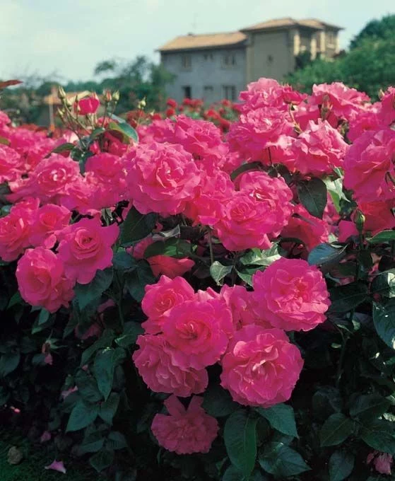 Rosa MANOU MEILLAND CLG ® Metu Limonsar