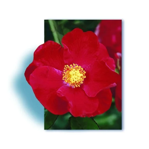 Rose VESUVIA ® Noare