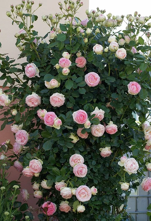 Rosier PIERRE DE RONSARD ® Meiviolin