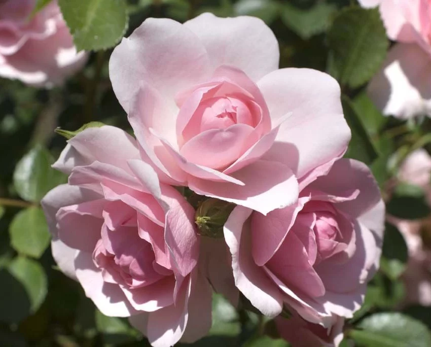 Rosa BONICA ® Meidomonac