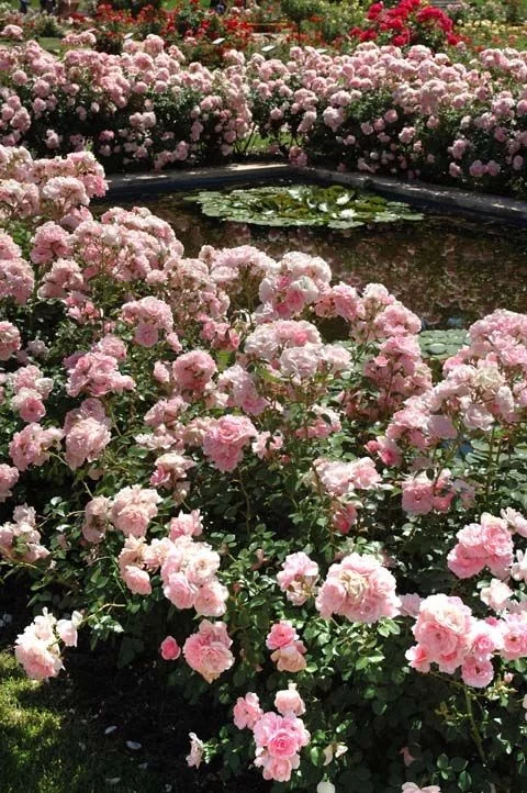 Rosier BONICA® Meidomonac - Rosiers paysagers