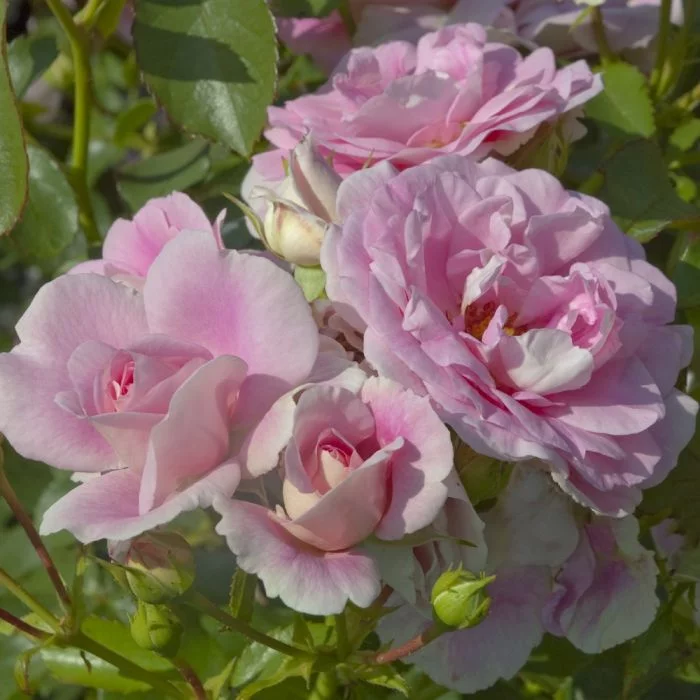 Rosier BONICA® Meidomonac - Rosiers paysagers