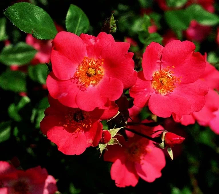 Rosebush Douceur Normande ® Meipopul