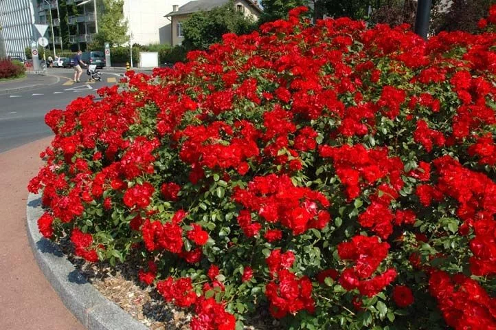 Rosebush La Sevillana ® Meigekanu