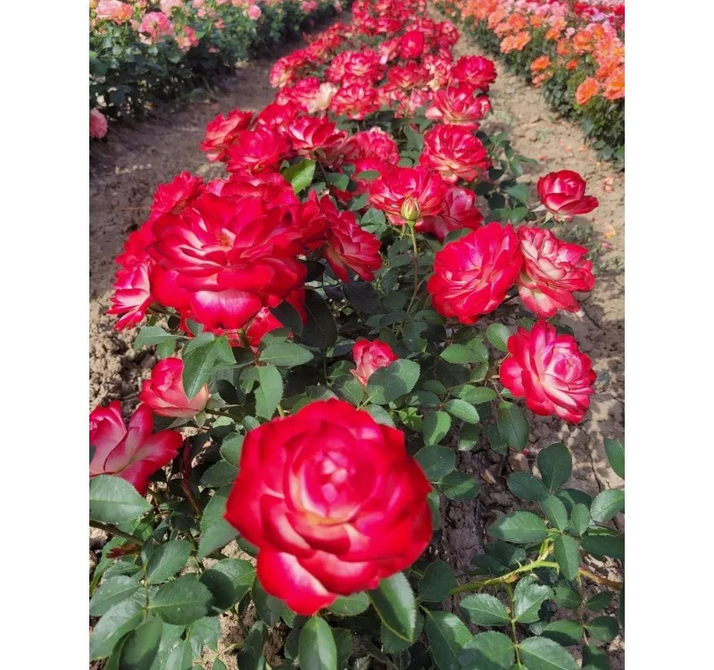 Rosier Jubilé Du Prince De Monaco® Meisponge - Rosiers à massifs
