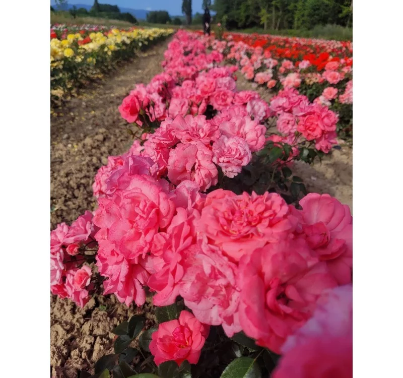 Rosier Les Amoureux De Peynet® Meitobla - Rosiers à massifs