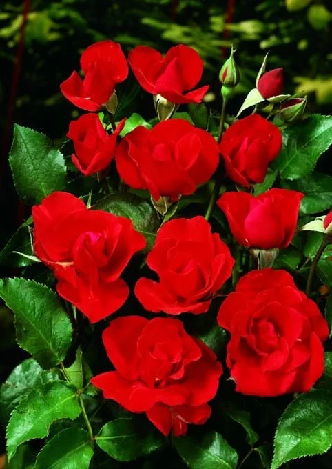 Rosebush Matthias Meilland ® Meifolio