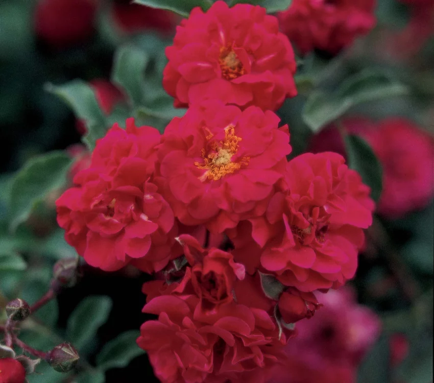 Rosebush Hello ® Meikinba