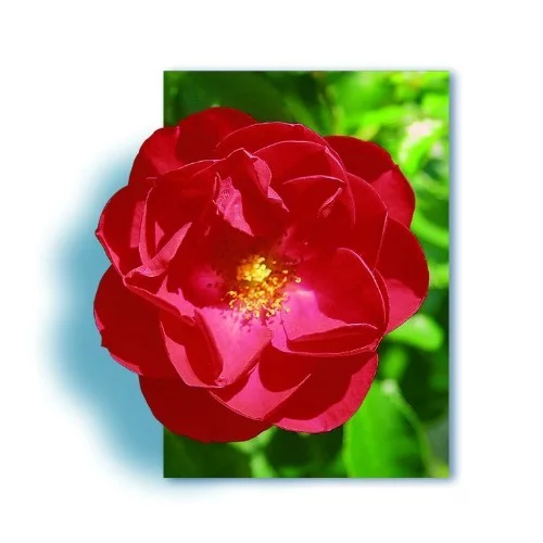 Rosebush Kadora ® Noa83100B