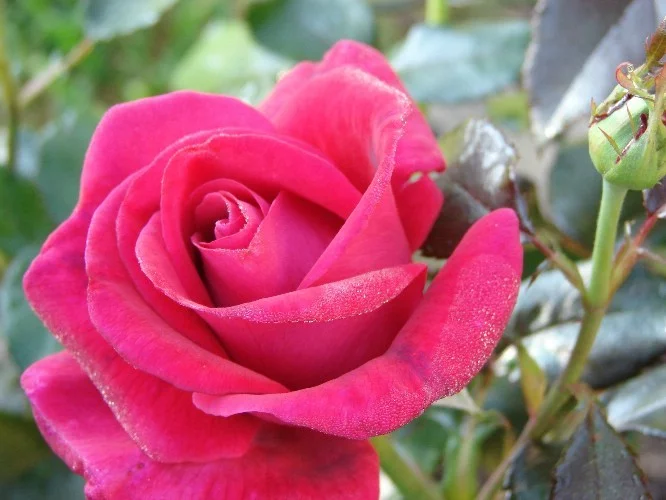 Rose LE GRAND HUIT ® Gpt Adabaring