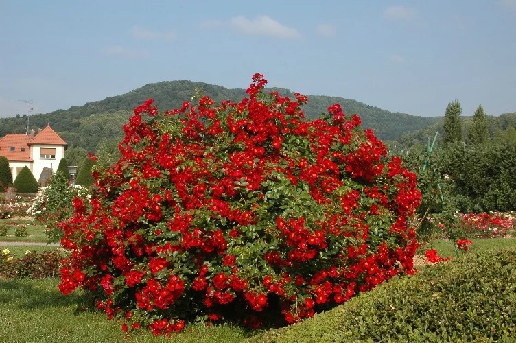 Rosier Alsace ® Pektarampe