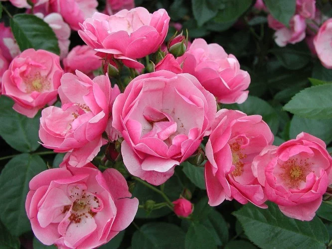 Rosebush Angela ® Korday