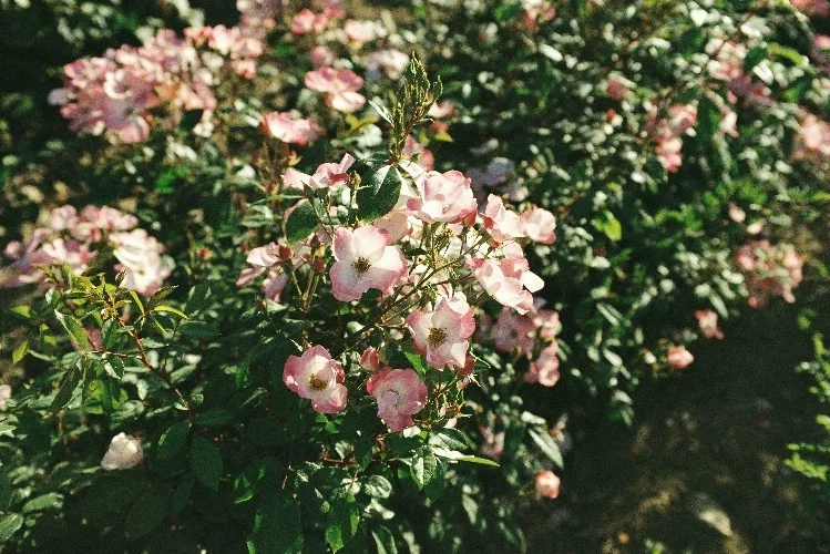 Rosebush Rush ® Lenmobri