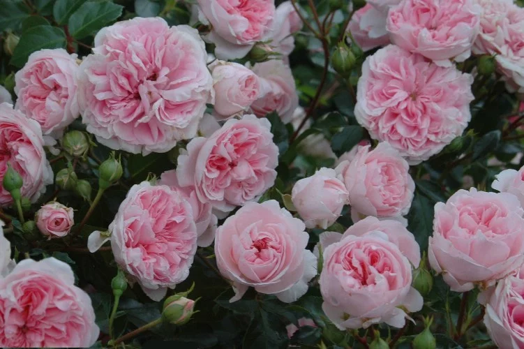 Rosebush Bossa Nova ® Pouloma