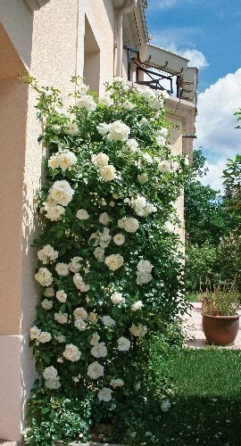 Rose OPALIA ® Noa140702