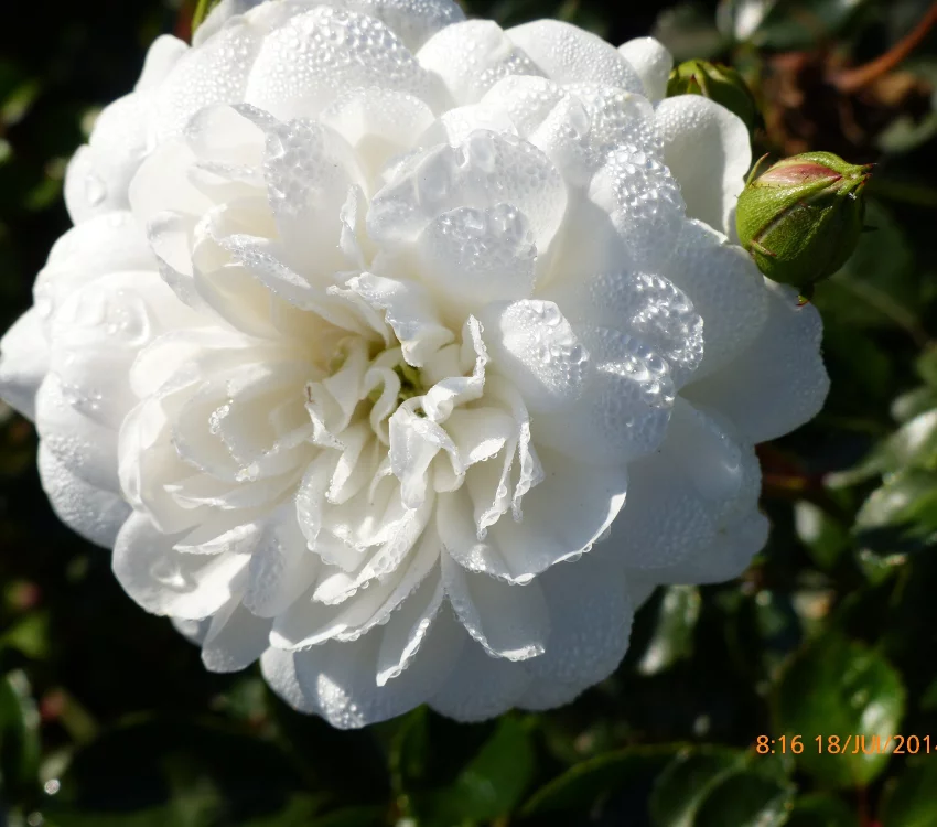 Rosebush Snowballet ® Claysnow