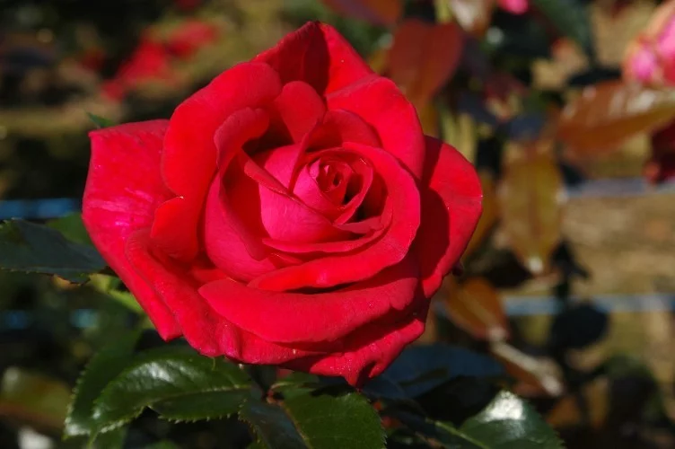 Rose LE GRAND HUIT ® Adharman