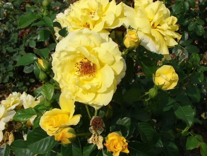 Rosebush Lucia