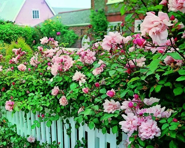 Rosebush Albertine