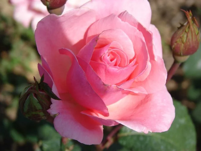 Rosebush Queen Elisabeth