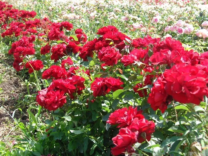 Rosebush Lili Marleen