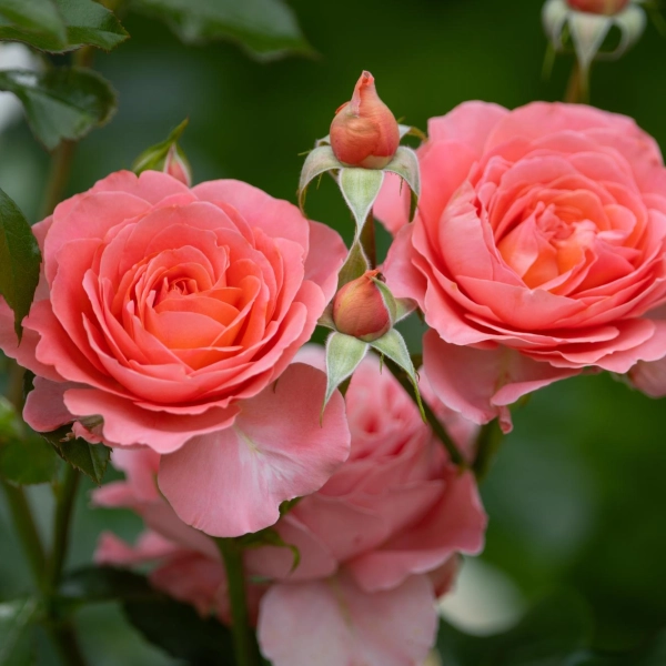 Las rosas