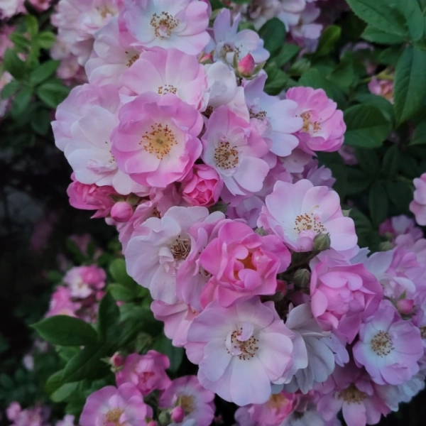 Climbing roses and vines