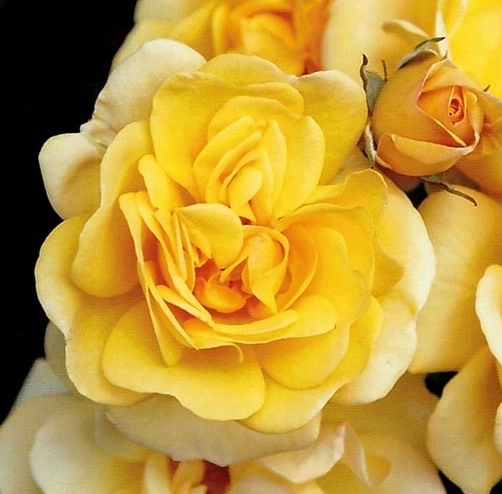 Climbing roses