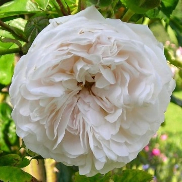 Englische rosen