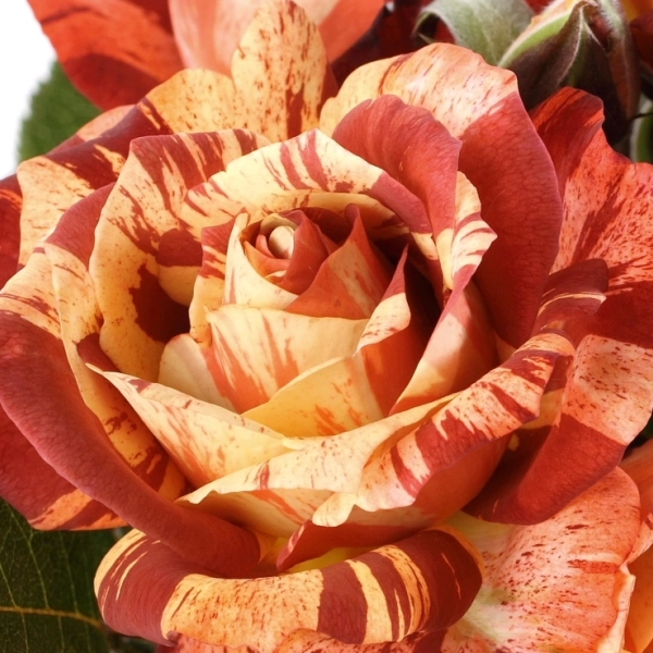 Roses shrubs
