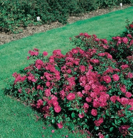 Roses for ground cover and tapissants